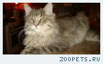 кот, Мейн Кун