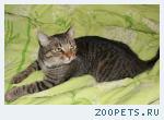 кот домашний