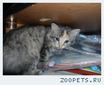 котенок