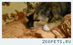 Кошка 