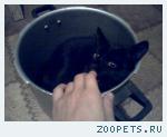 кот чётный!