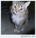 Найден кот