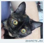Черепаховая кошечка