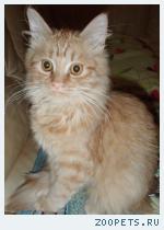 рыжий кот