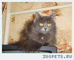 кошка