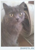 Кошечка