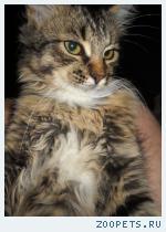 кошка