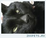 пропал черный кот