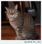 Кот Барсик