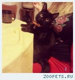 Черный кот с белым пятнышком