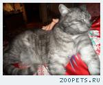 кот Серик