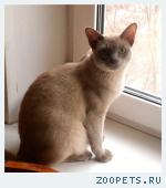  любимый кот