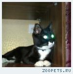 КОТ Дасти 