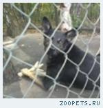 Собака