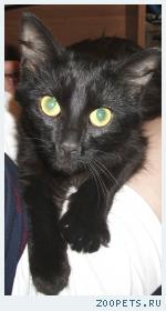 Котик