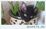 Черный котик 
