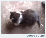 котенок, 1-2 месс