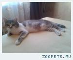 пропал кот 