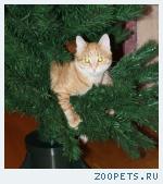 Рыжий кот