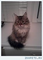 Кошка