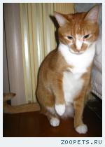 Ярко рыжий кот