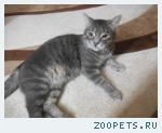кот барсик