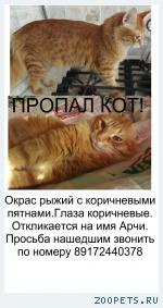 Кот, Порода неизвестна 