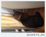 Котенок