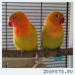 Попугай - неразлучник желтый с оранжевой головой