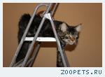 Кот,Мейн-кун