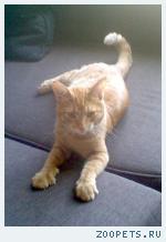 Кот, беспородный, рыжий
