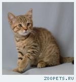Питомник Ольги Барсуковой