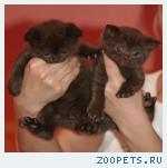 Бесподобные Британские Котята100% качество