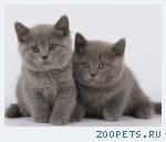 Британские кошечки