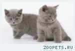 Британская кошечка