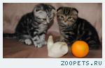 Шотландские вислоухие котята редких окрасов