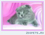  Вислоухие Плюшевые Котята. Кошечки и котики