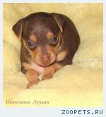 Русский той (Той - терьер) Щенки той терьера