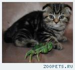 Шотландская вислоухая КОШЕЧКА