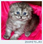Шотландские вислоухие и британские котята