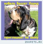 Кобель Бассет Хаунд (вязка)