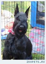 Ризеншнауцера и цвергшнауцера щенки