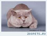 Лиловый котя для вязок
