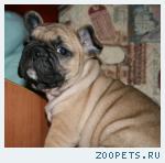 щенки Французского бульдога