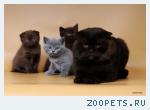 чёрные вислоухие кошечки