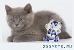 Британская КОШЕЧКА голубого окраса