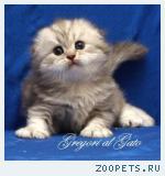 Роскошные серебристые Хайленд-Фолды Шоу-класс!