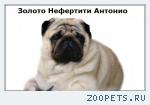 Мопс Чемпион России Вязка.