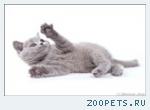 Британские котята голубого окраса. Питомник.