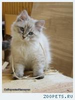 Невская маскарадная кошечка ПРОДАЕТСЯ!